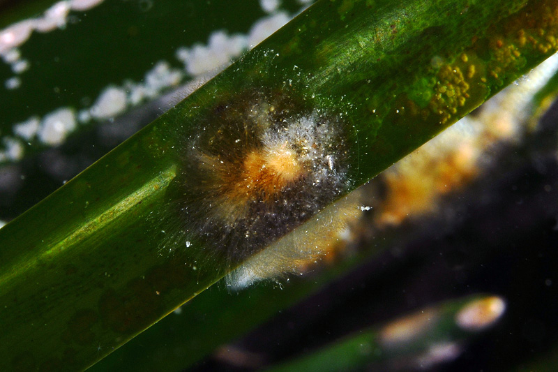 Epibionte su posidonia